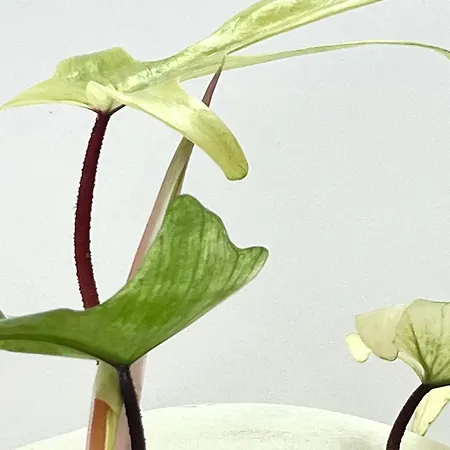 Private Pool & Jacuzzi, Esperanza